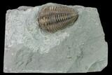 Prone Flexicalymene Trilobite - Mt Orab, Ohio #137268-2